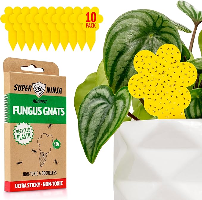 Gnat Traps