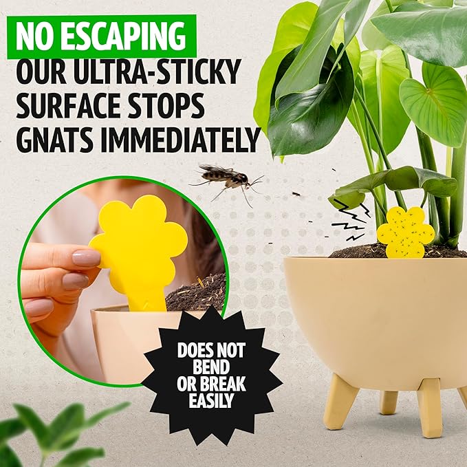 Gnat Traps